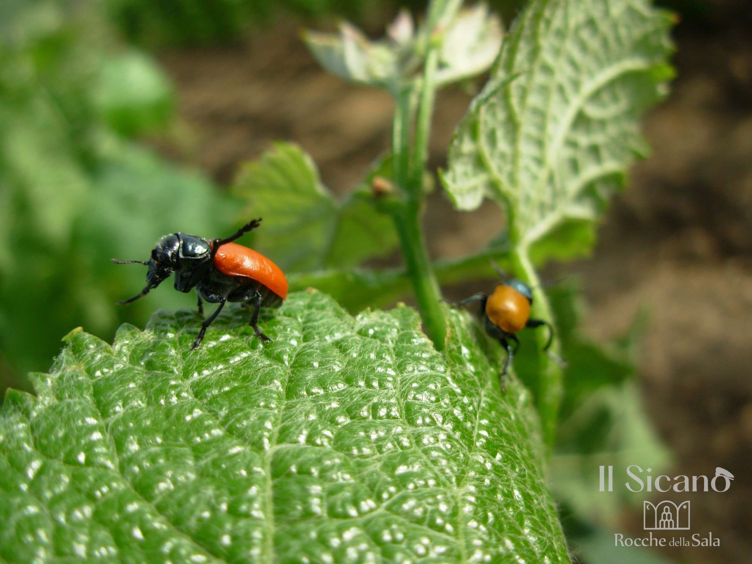 You are currently viewing Understanding Organic Farming: A Sustainable Approach to Agriculture