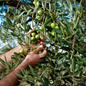 Read more about the article The Importance of Extra Virgin Olive Oil in Nutrition